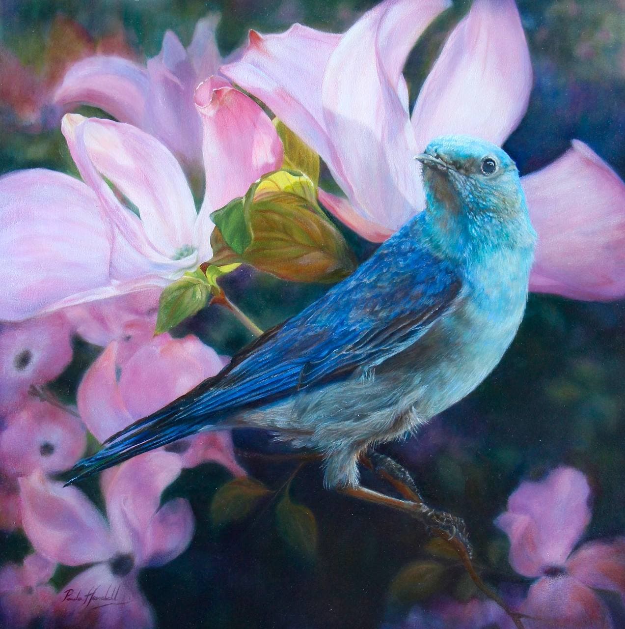 Mountain Bluebird with Magnolia