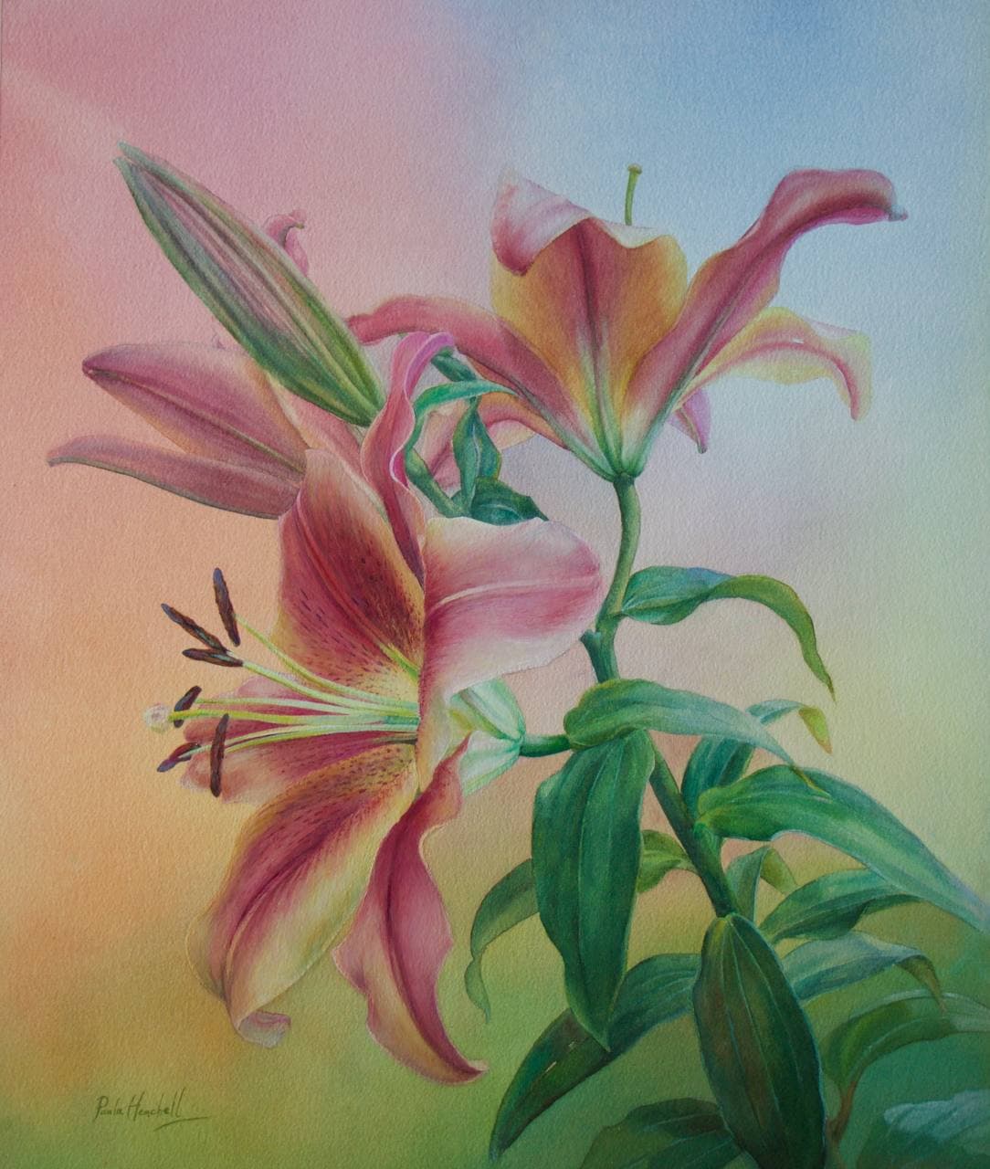 Pink and Yellow Lilies